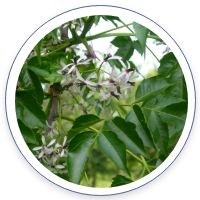 Ingrédient nettoyant salivaire SalivaClean Melia Azadirachta actif naturel