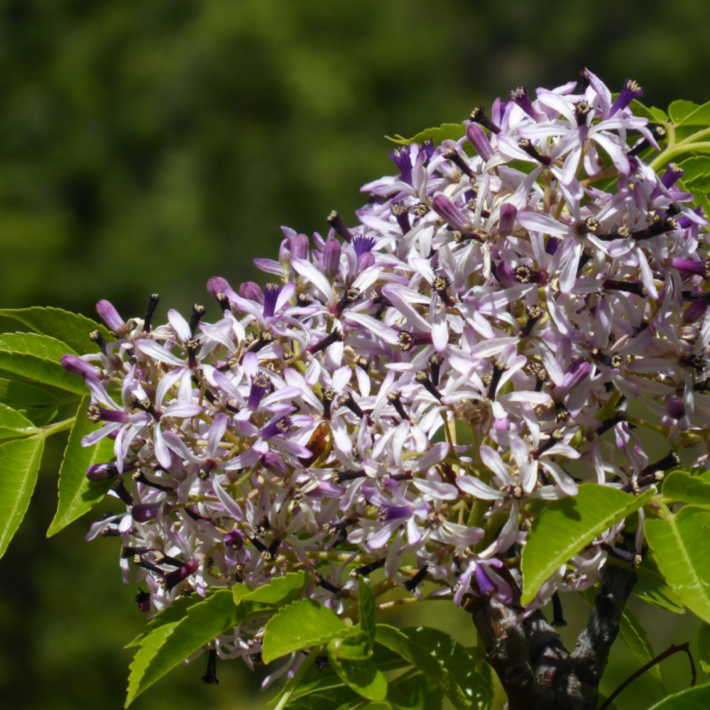 Fleurs violettes de Melia azedarach en gros plan sur un arbre margousier en floraison